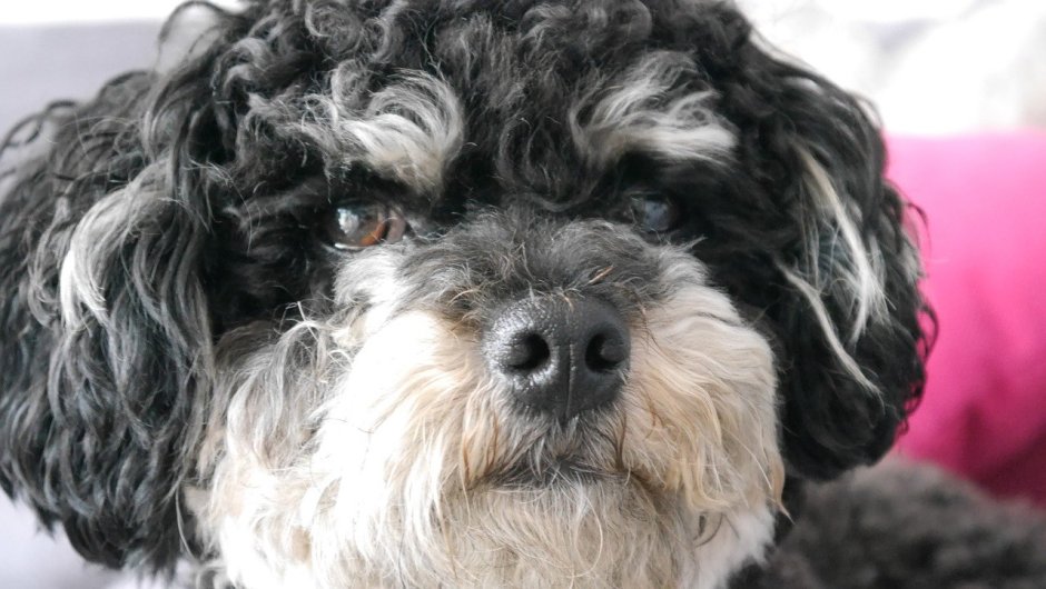 Болонка серая кучерявая