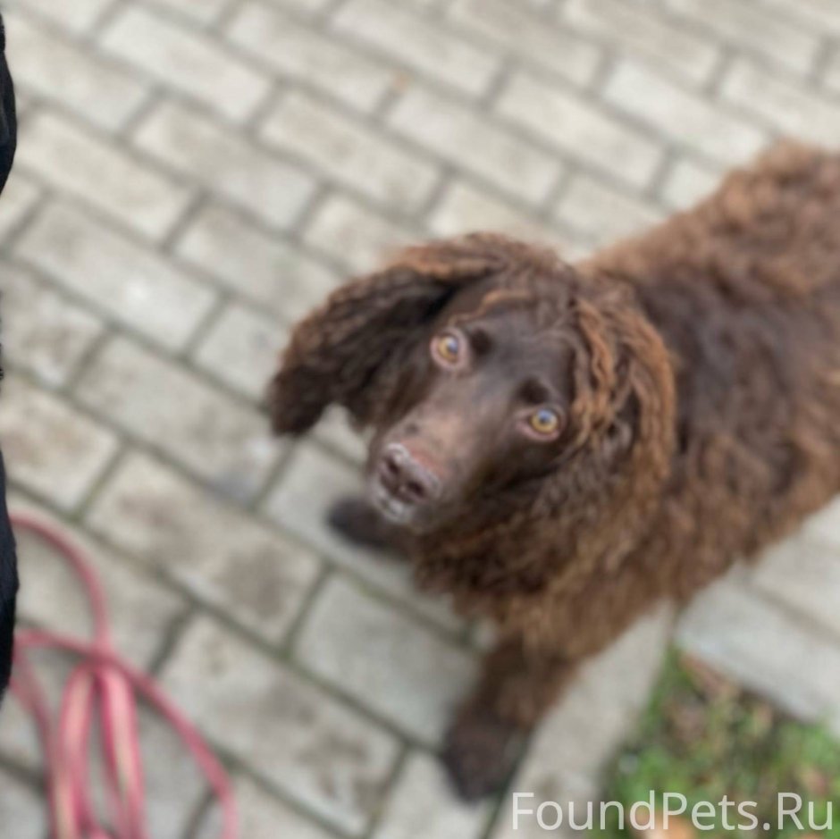 Тедди пудель мальтипу