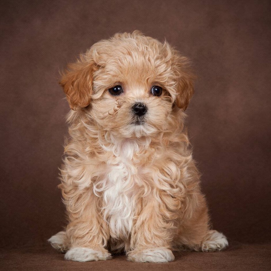 Мальтипу собака