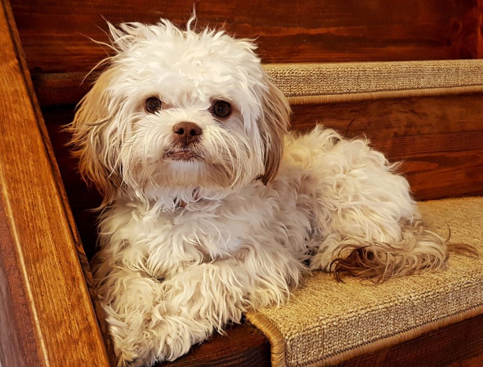 Карликовый пудель мартипу