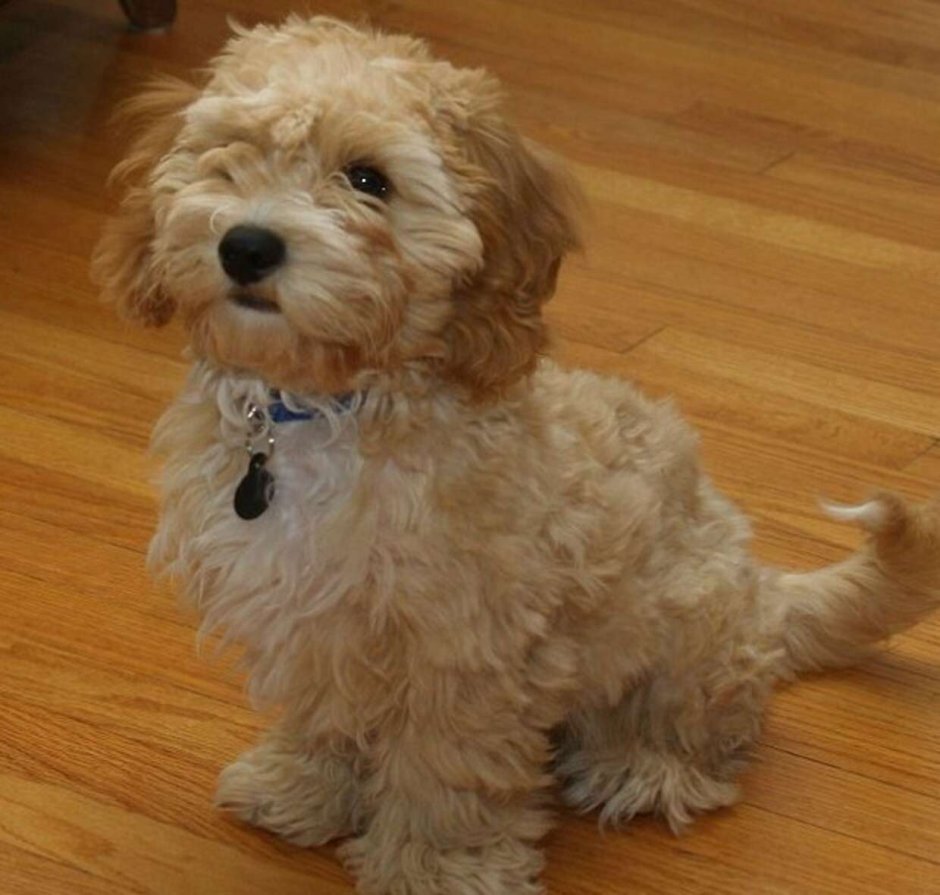 Бишон фризе