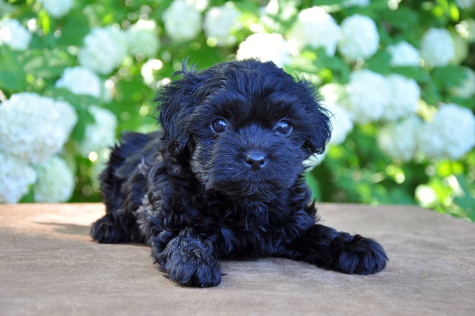 Карликовый пудель мальтипу