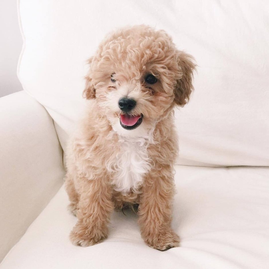 Терьер кудрявый Бишон