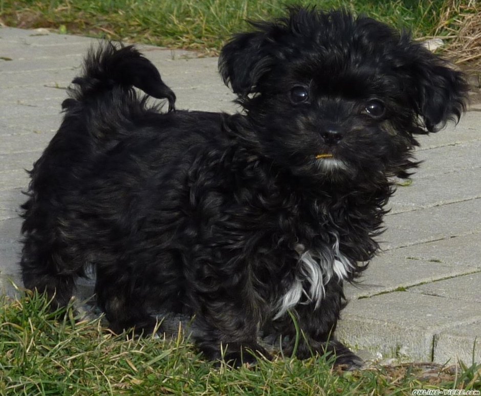 Щенок черный пушистый