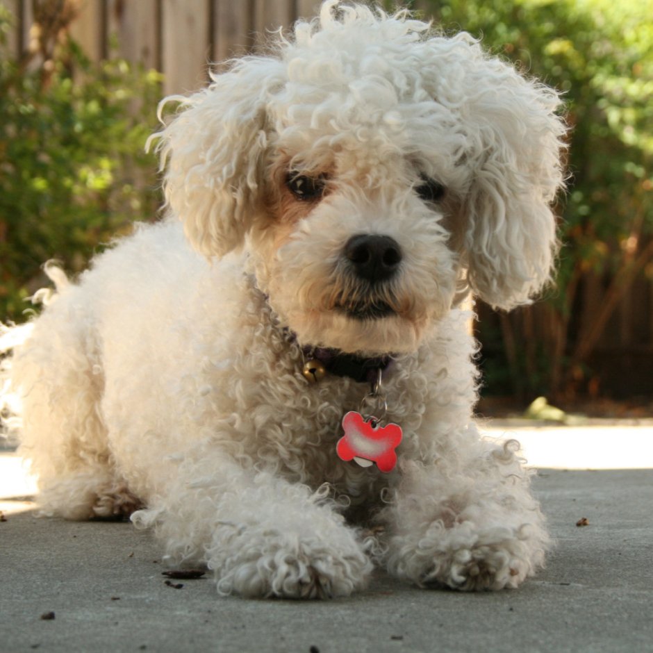 Порода Бишон фризе