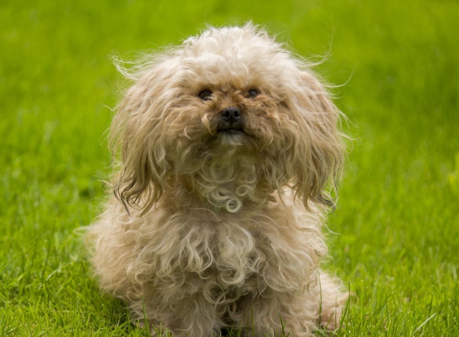 Лохматая собачка