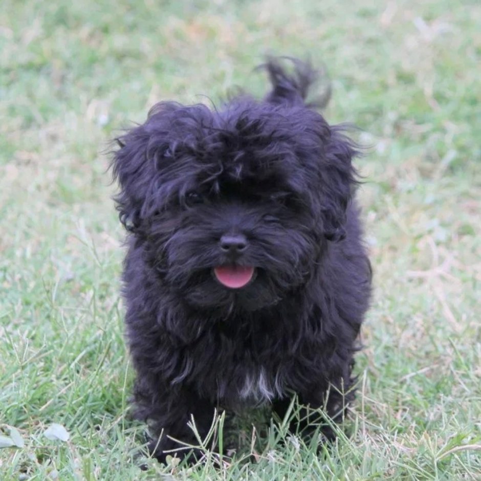 Мальтийская болонка черная