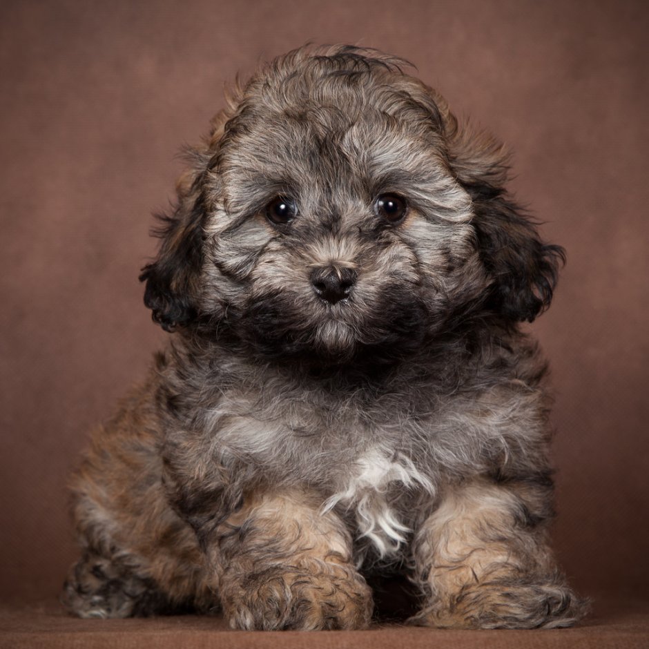 Порода собак мальтипу