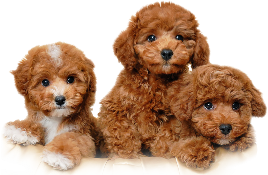 Маленькая черная кудрявая собака порода