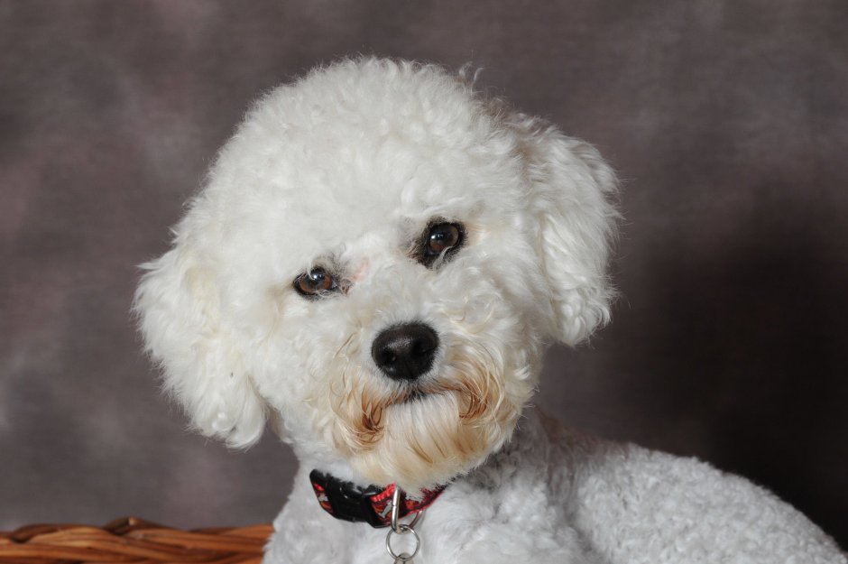 Той пудель черный