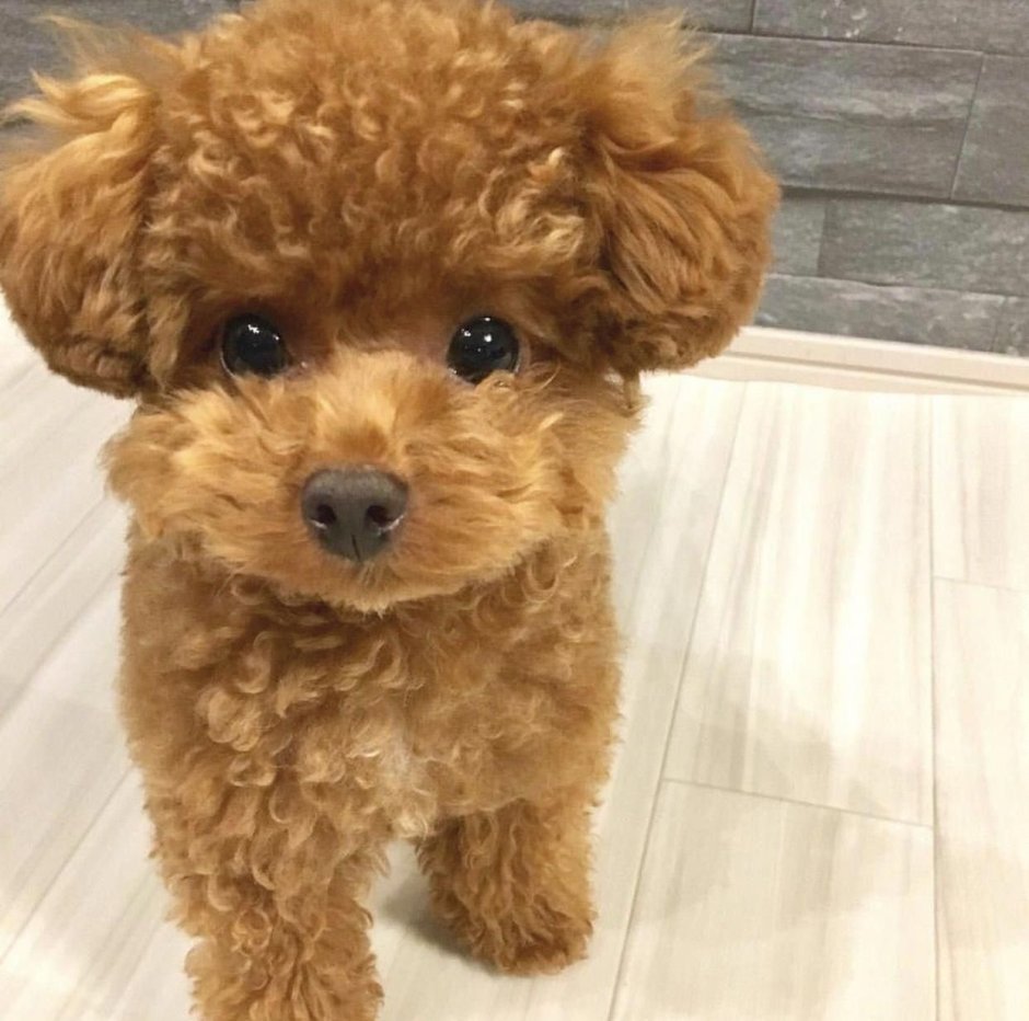 Пудель мальтипу