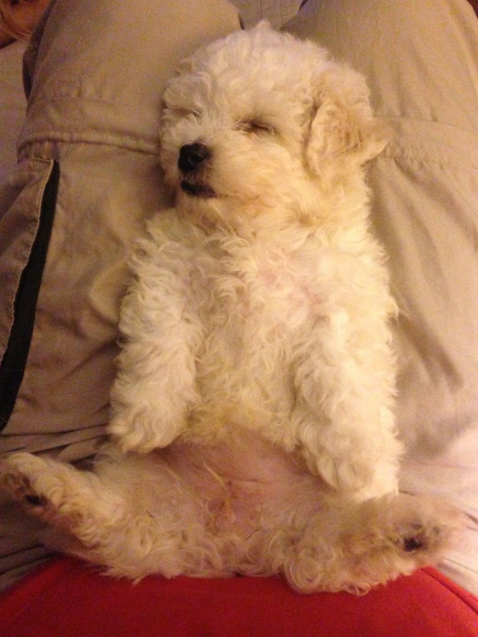 Пудель Бишон фризе большой