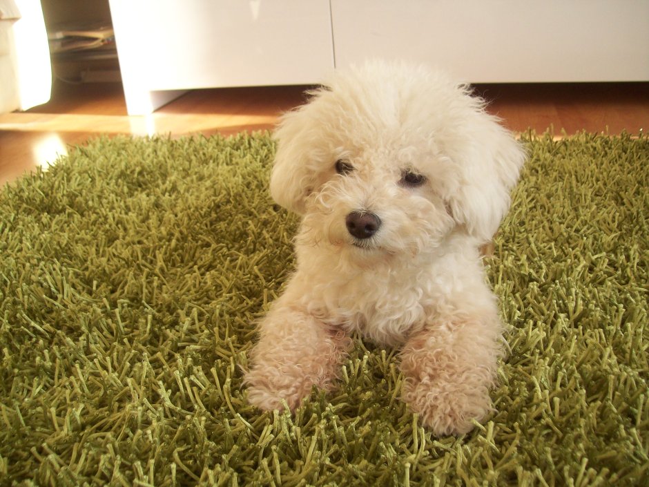 Карликовый пудель мальтипу