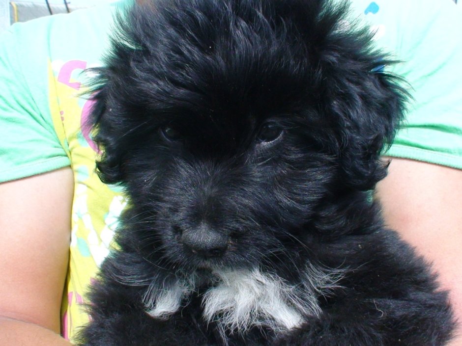 Собачки мальтипу