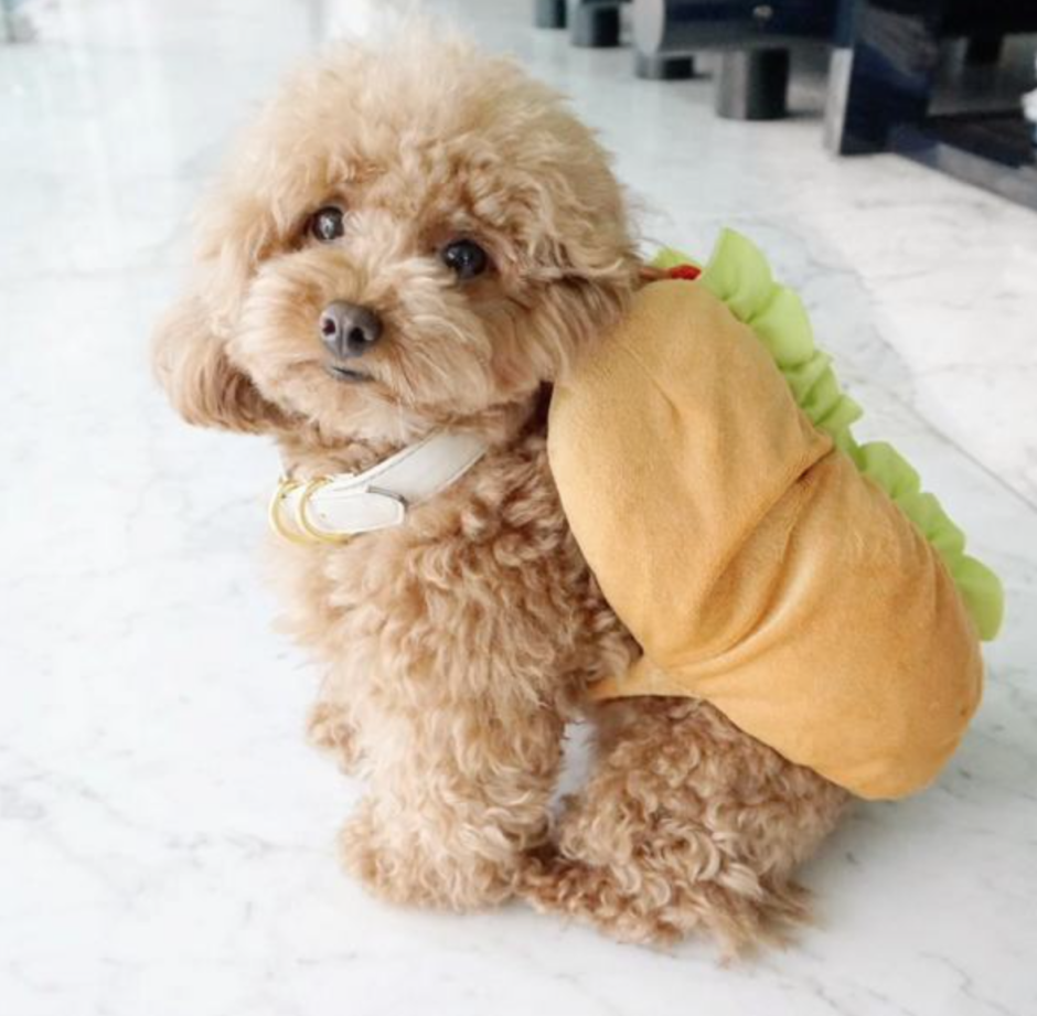 Тедди пудель мальтипу