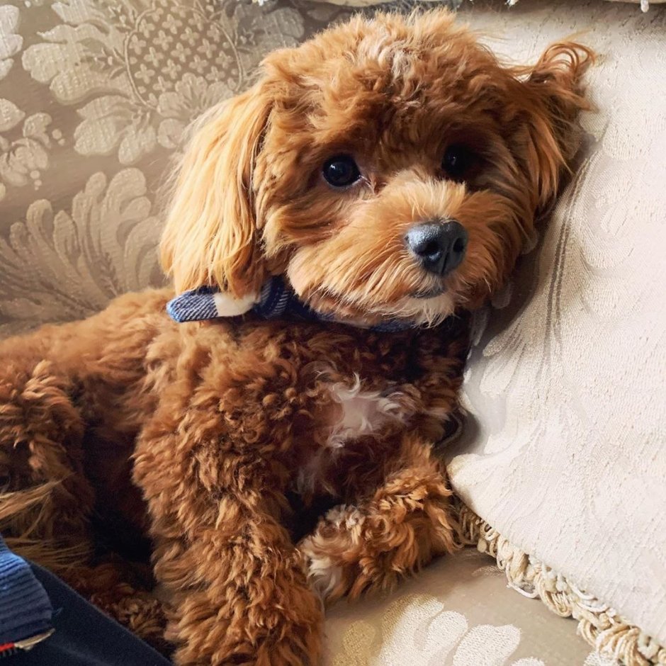 Курчавый мальтипу