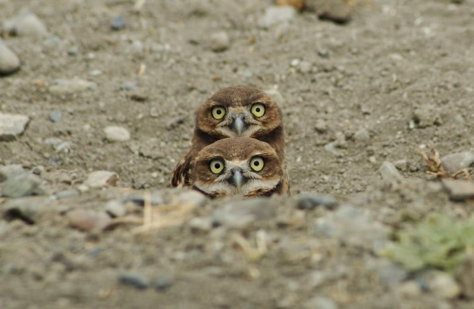 Сыч National Geographic