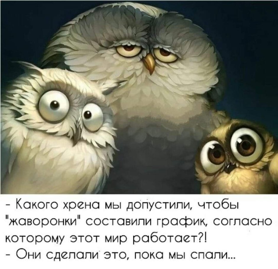 «Семейка сов»