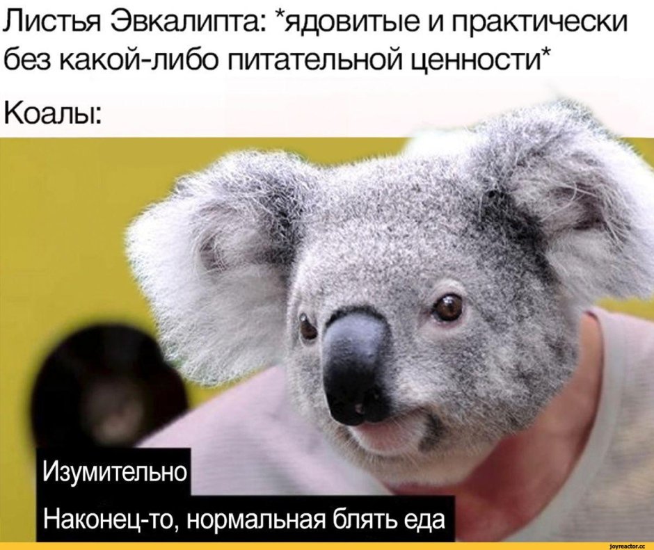 Коала плачет