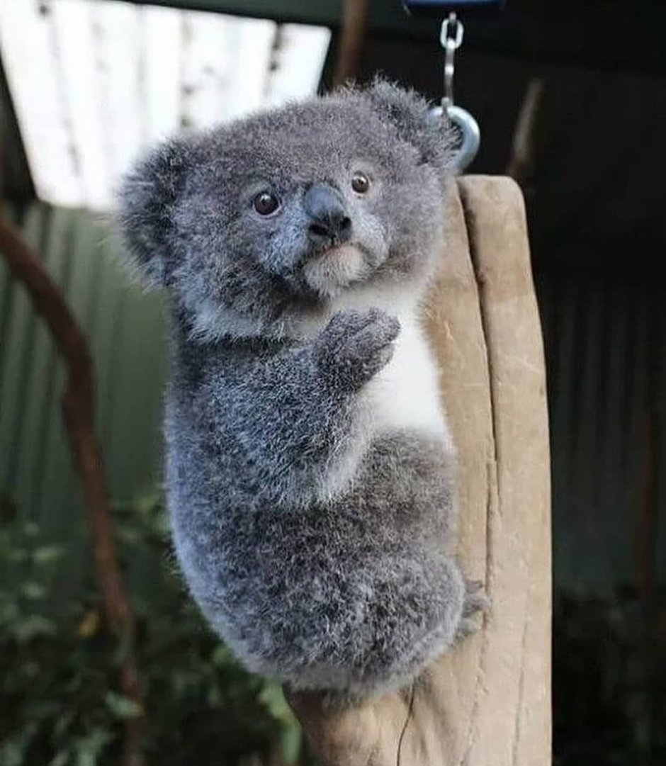 Коала милая