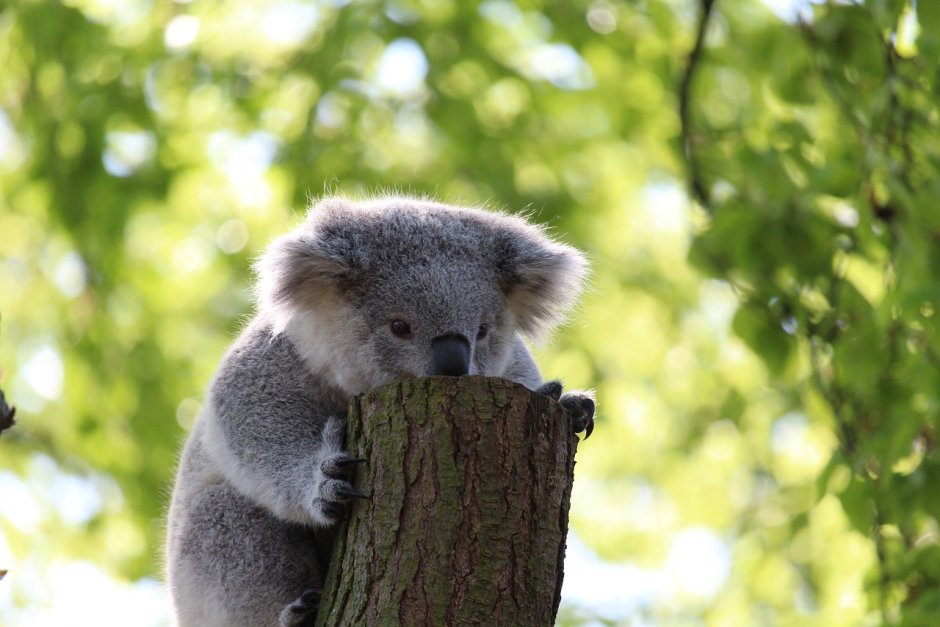 Коала сбоку