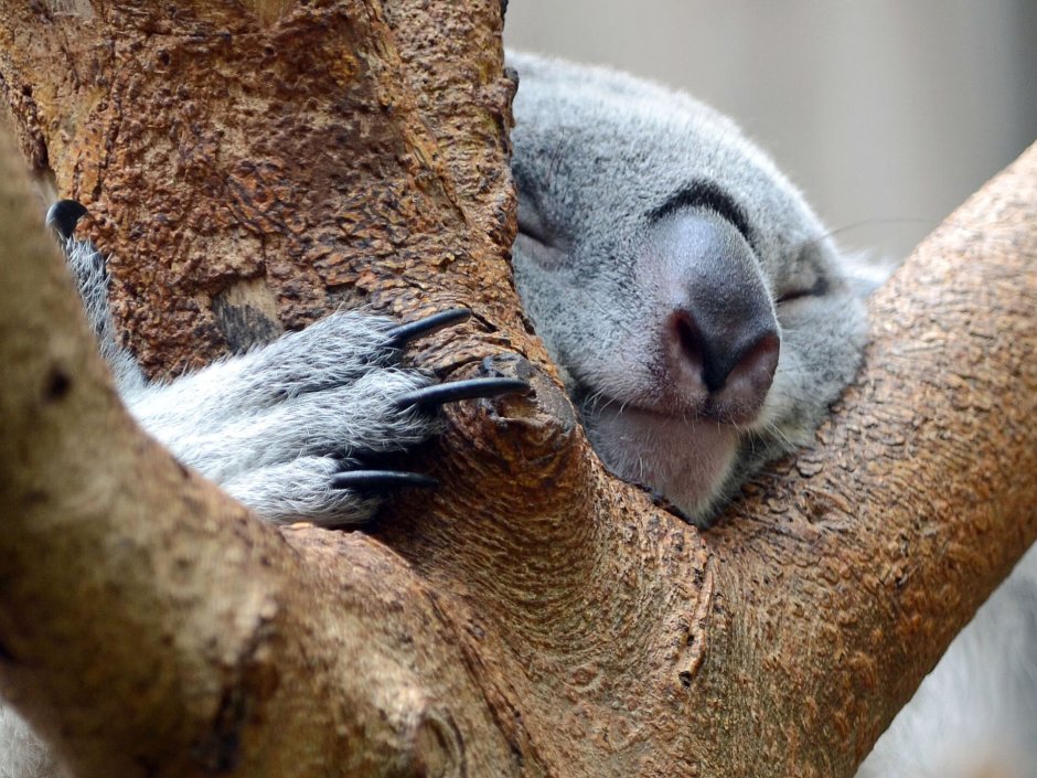 Коала плачет