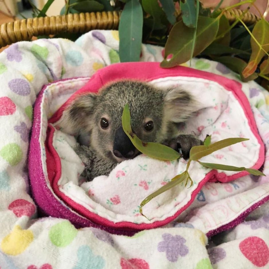 Коала иконка