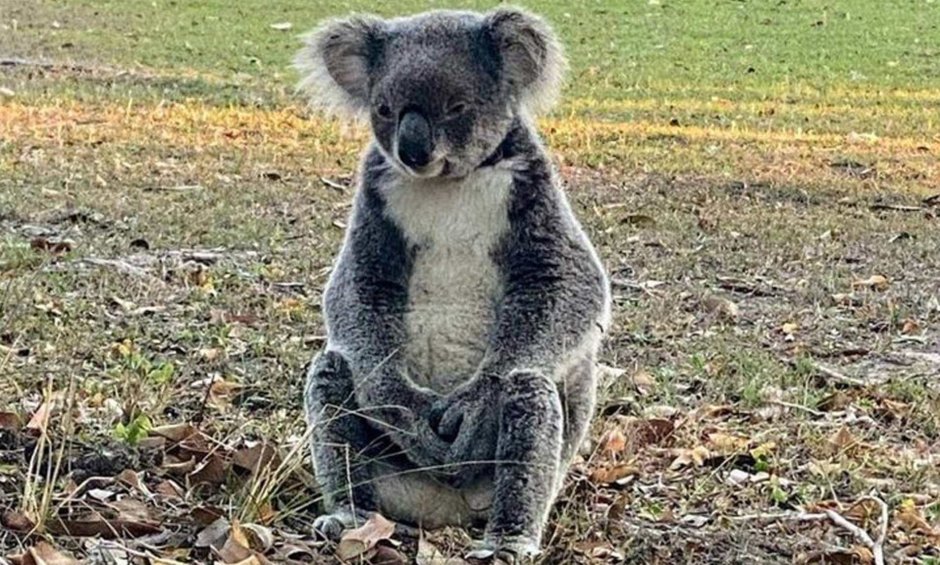 Удивленный коала