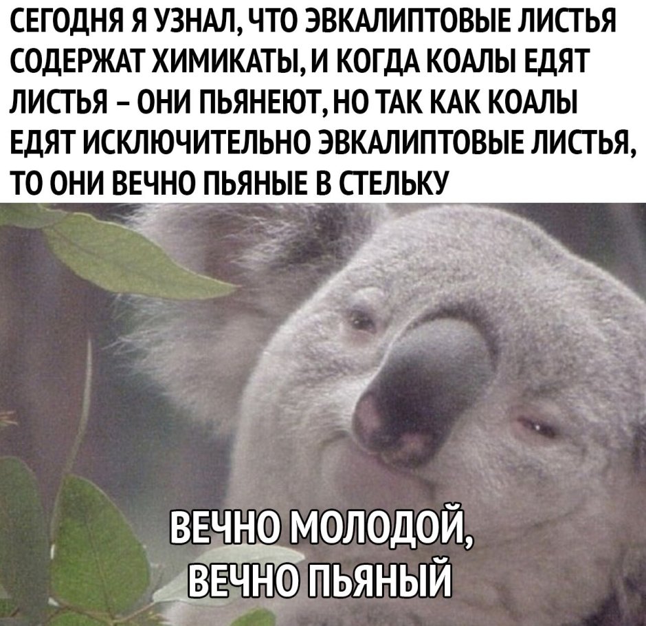 Маленькая смешная коала