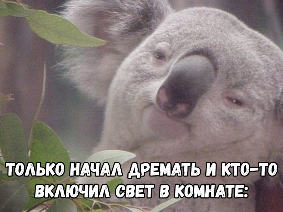 Коала с мамой