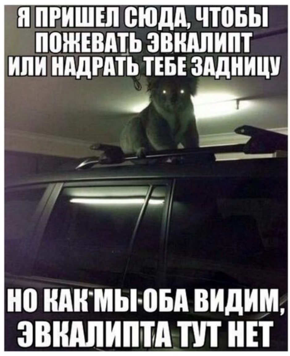 Я пришел поесть эвкалипта