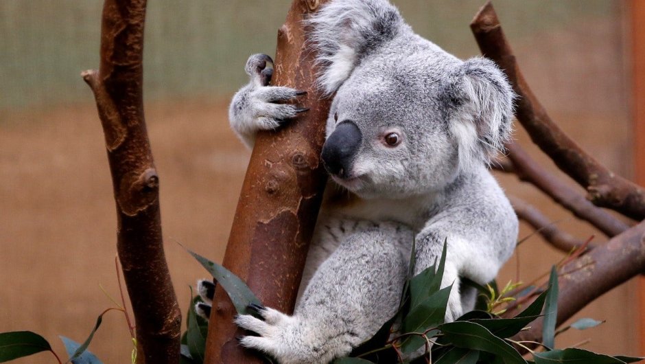 Коала убийца