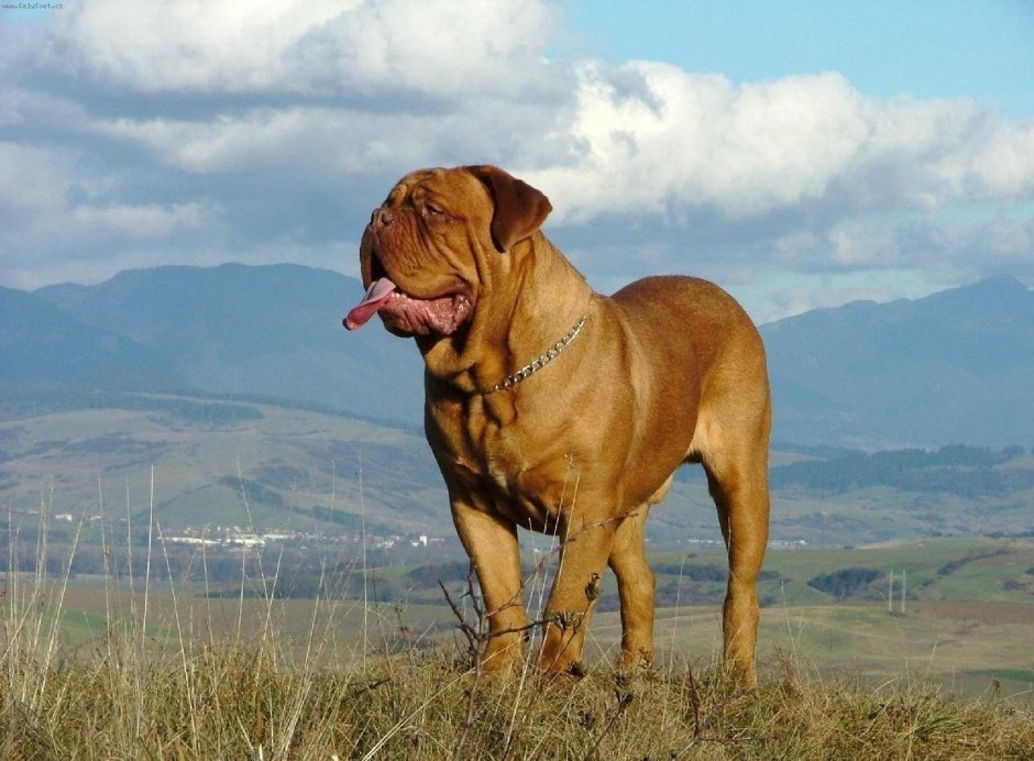 Канни Корсан
