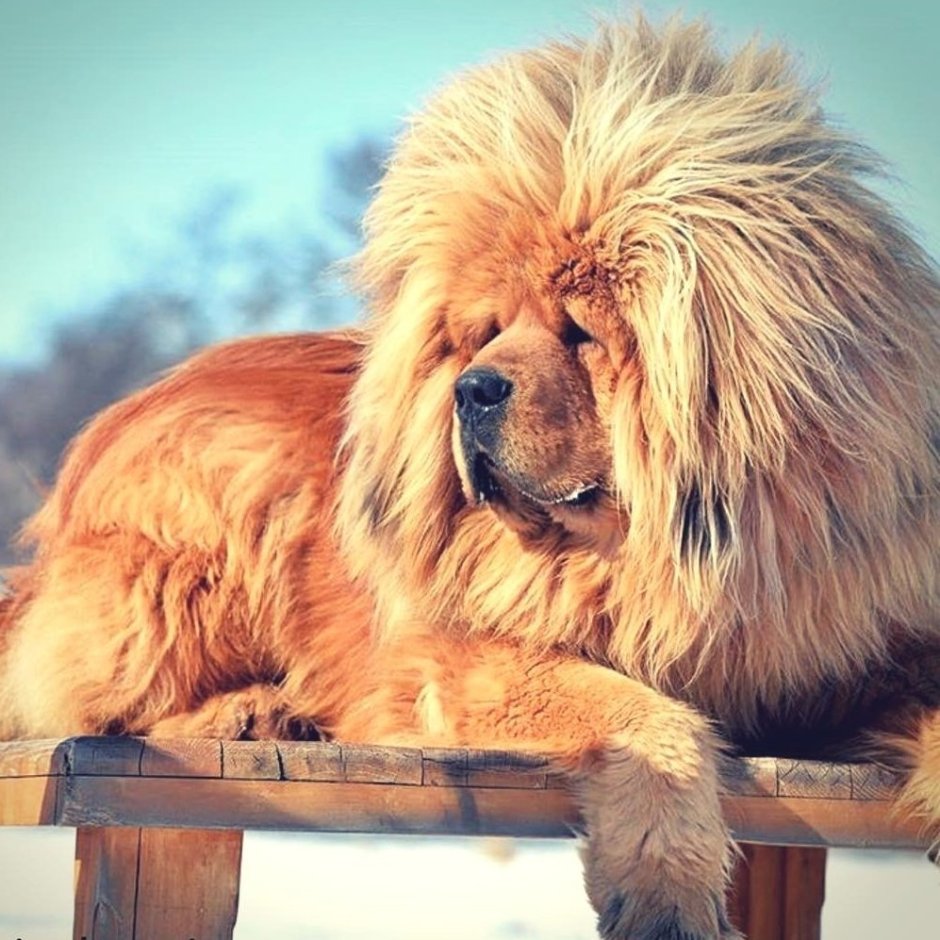 Английский мастиф