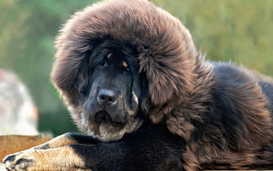 Канарский мастиф