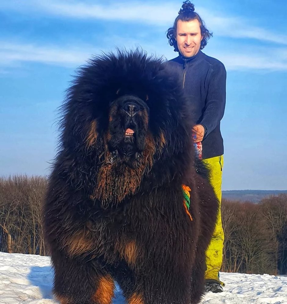 Мастиф Айкама Зорба