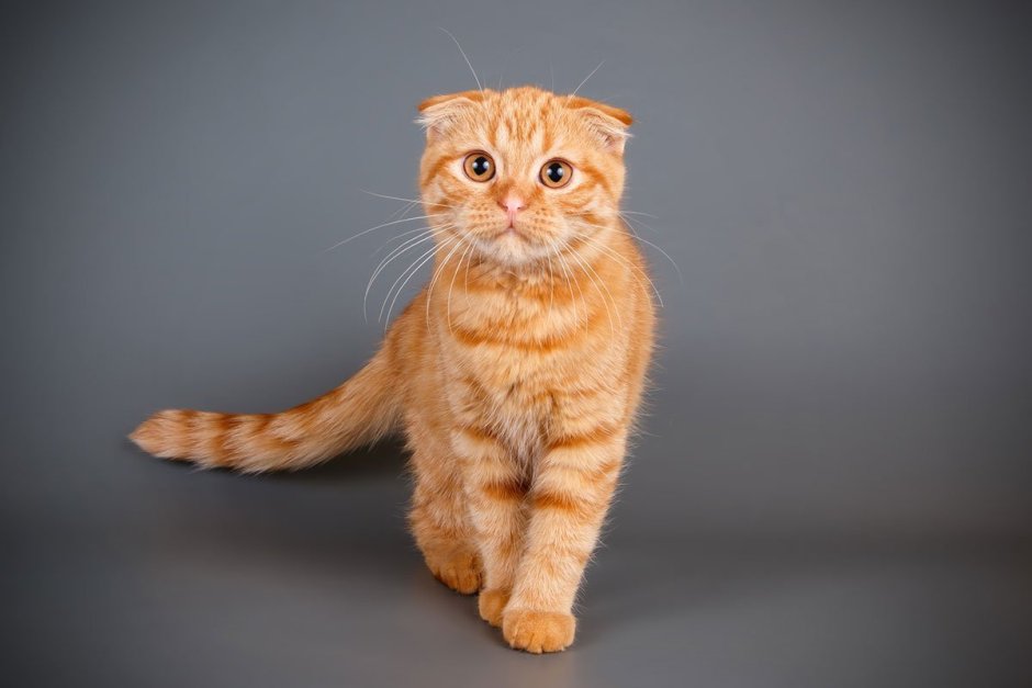 Британская вислоухая кошка