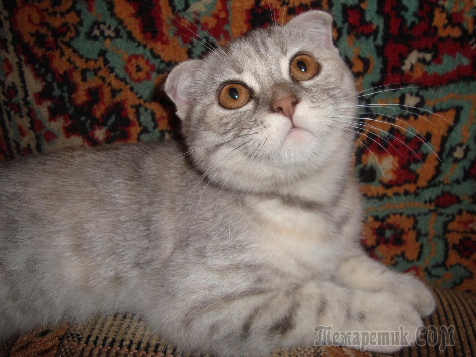 Шотландская вислоухая кошка метис