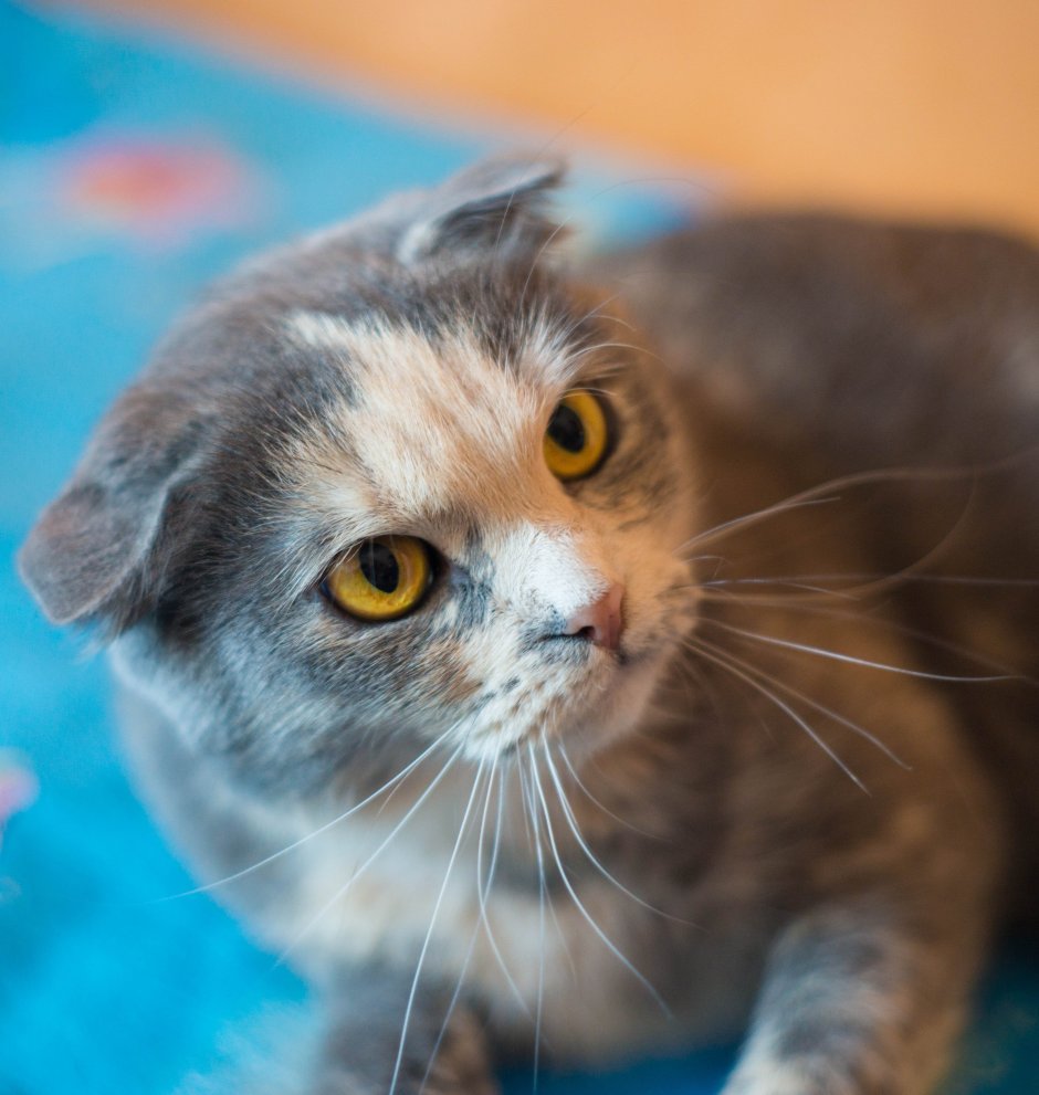 Шотландский кот метис