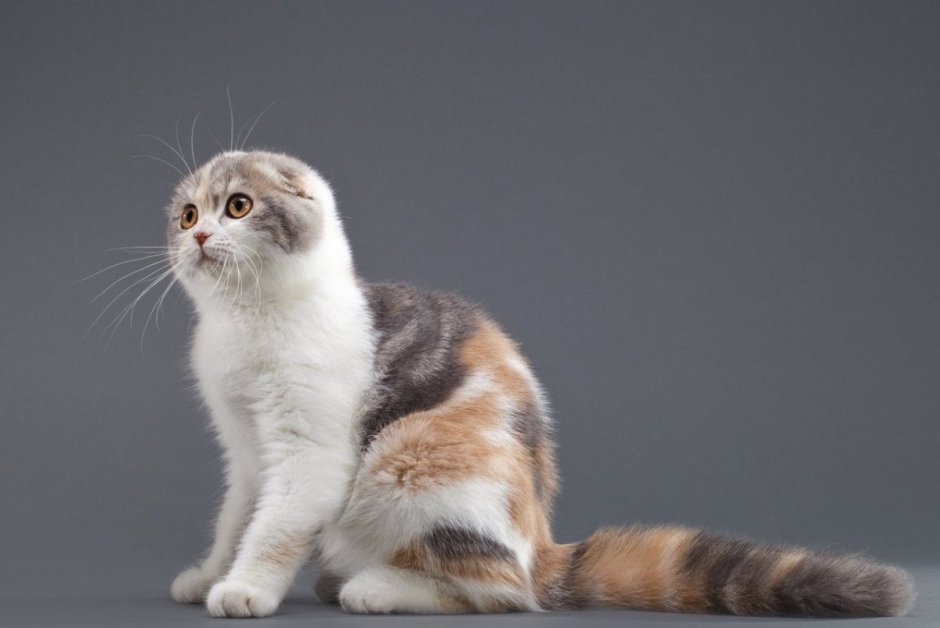 Скрещивание Шотландская кошка скоттиш фолд