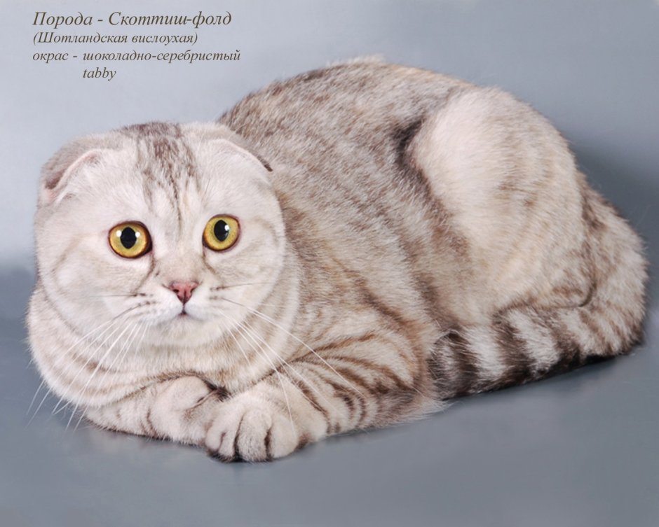 Шотландская вислоухая кошка стоя