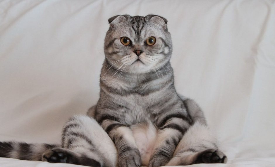 Шотландский скоттиш фолд табби