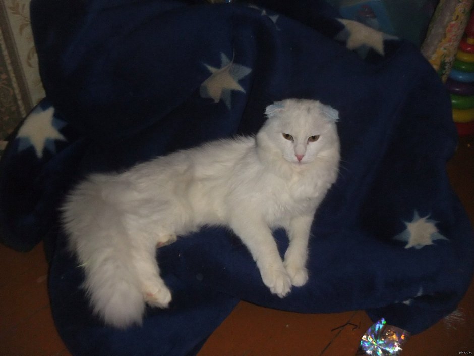Метис шотландский вислоухий кот