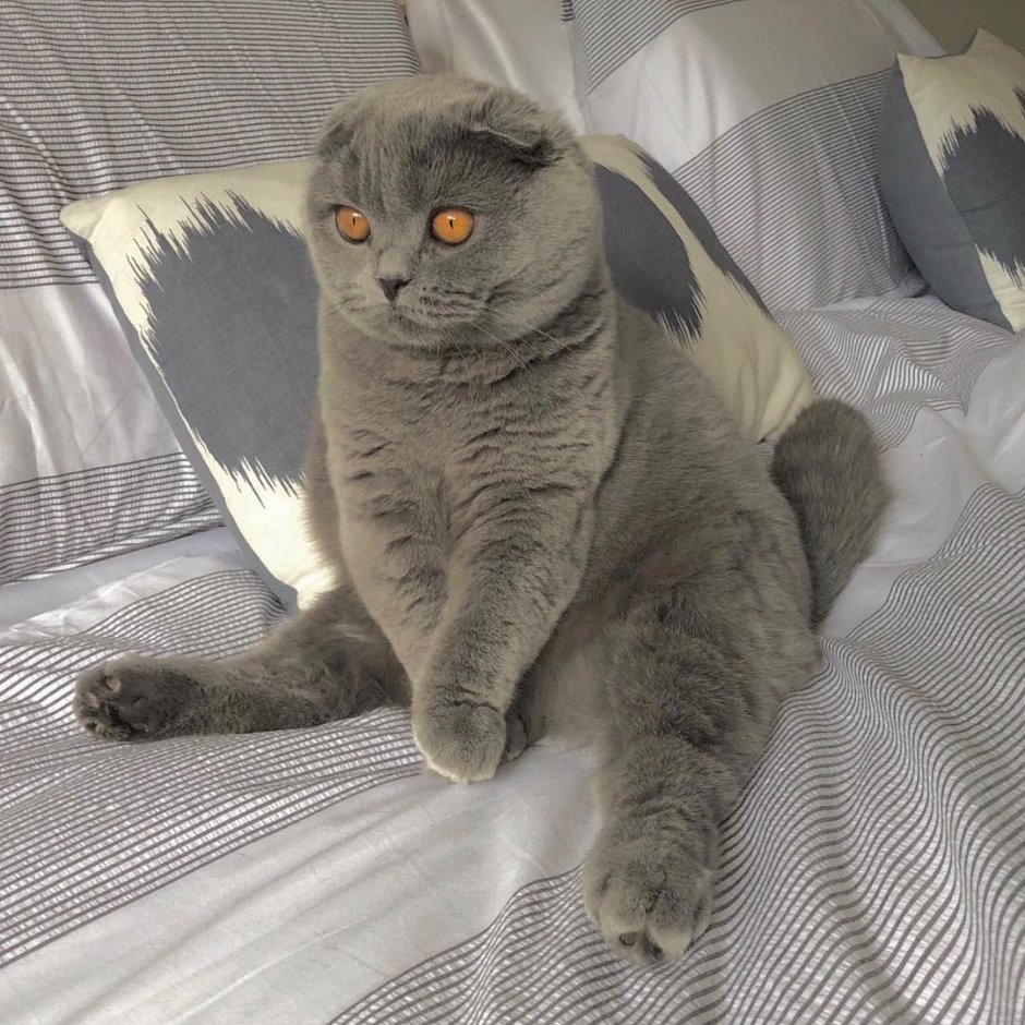 Шотландская вислоухая кошка рыжая