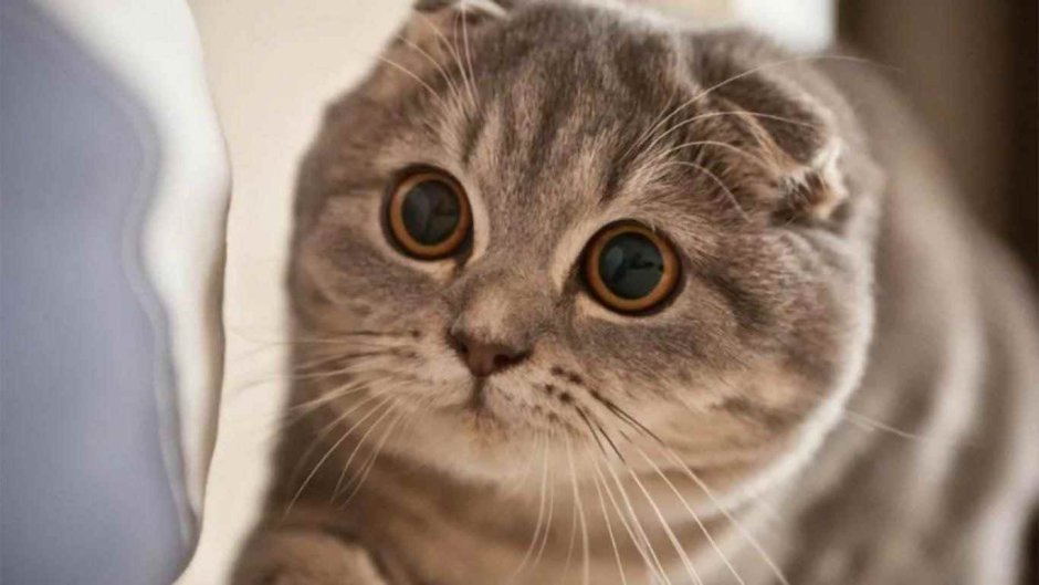 Британский вислоухий кот