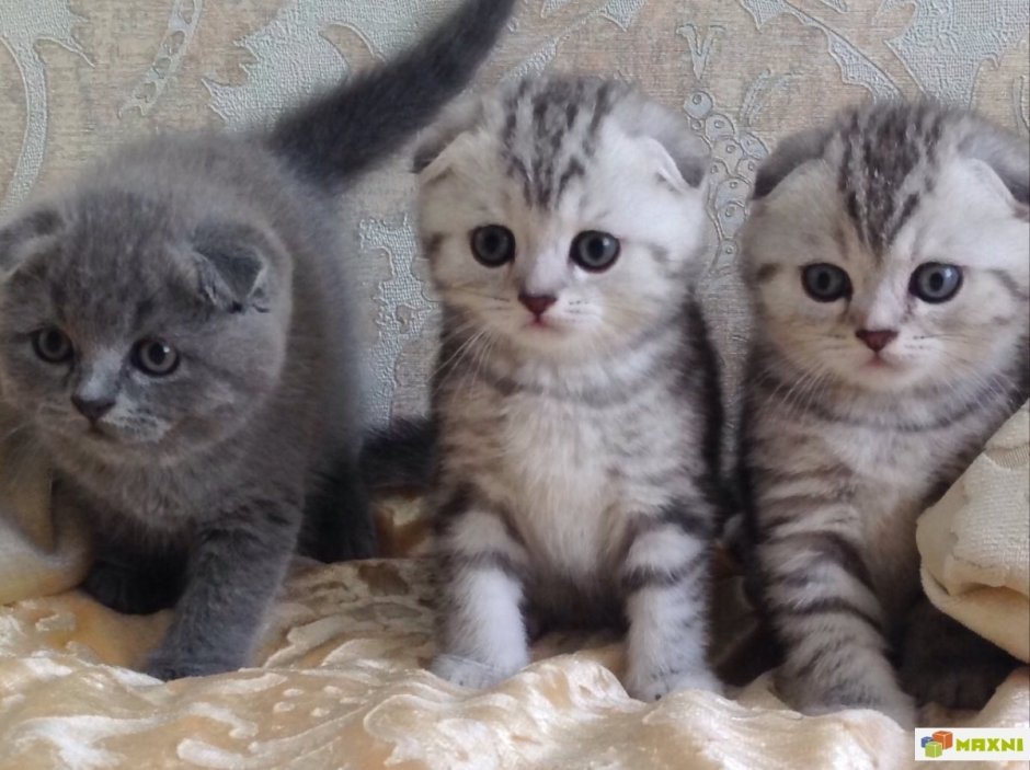 Шотландский скоттиш фолд окрасы