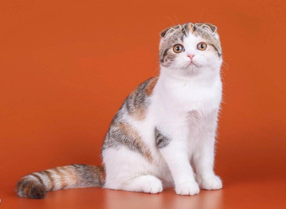 Шотландская вислоухая кошка без фона