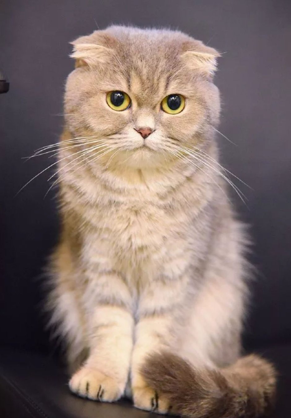 Скоттиш фолд короткошерстный
