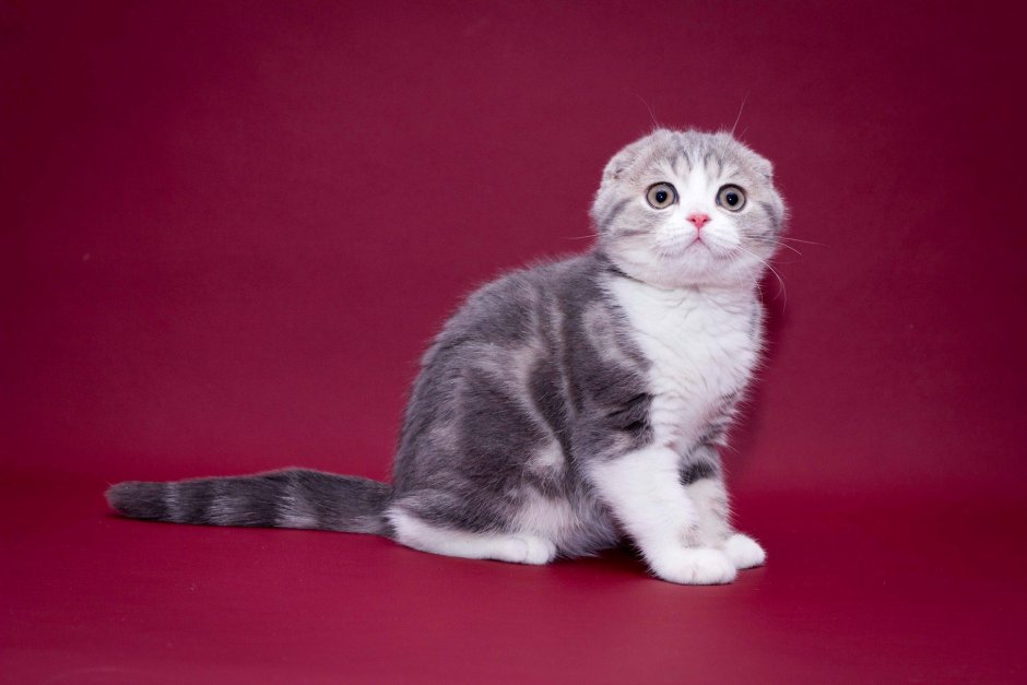 Шотландская вислоухая кошка Калико