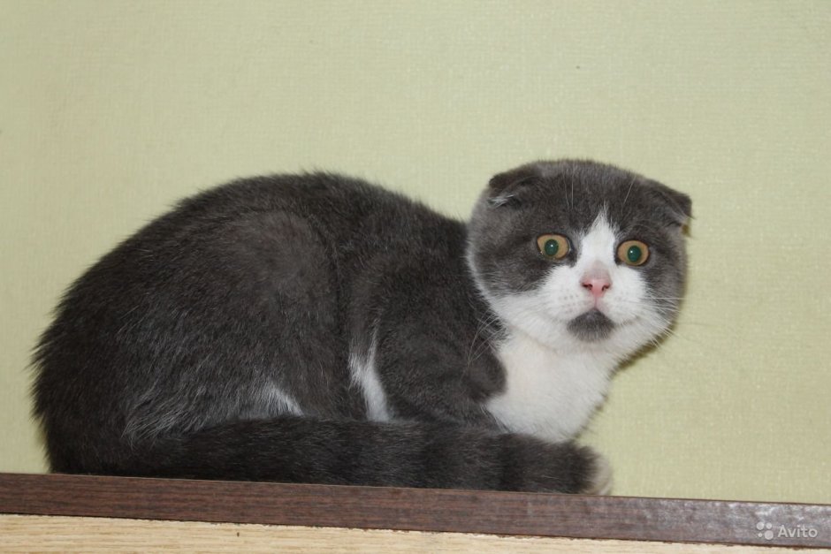 Смесь шотландца и обычной кошки